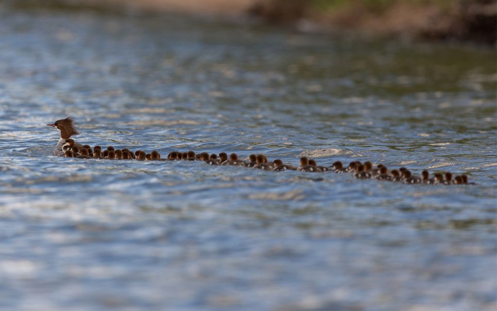 Τα παπάκια στη σειρά πως… ακολουθούν την σούπερ μαμά τους