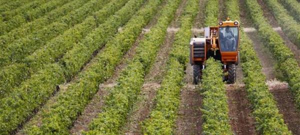 ΕΛΓΑ: Την Παρασκευή οι αποζημιώσεις στους 8.825 παραγωγούς