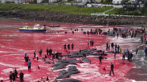 Ένα άρρωστο έθιμο στις νήσους Φερόες – Ομαδικές σφαγές φαλαινών αλλάζουν χρώμα στη θάλασσα