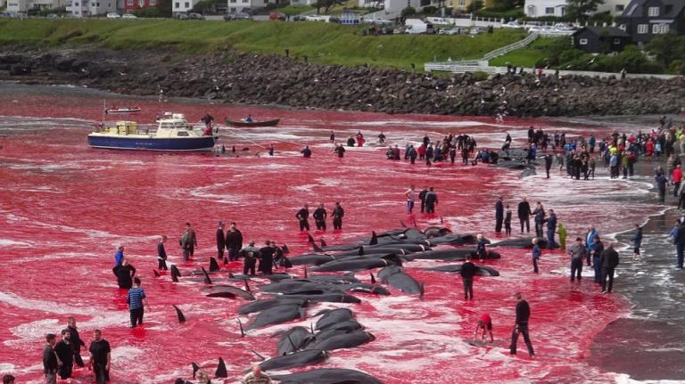 Ένα άρρωστο έθιμο στις νήσους Φερόες – Ομαδικές σφαγές φαλαινών αλλάζουν χρώμα στη θάλασσα