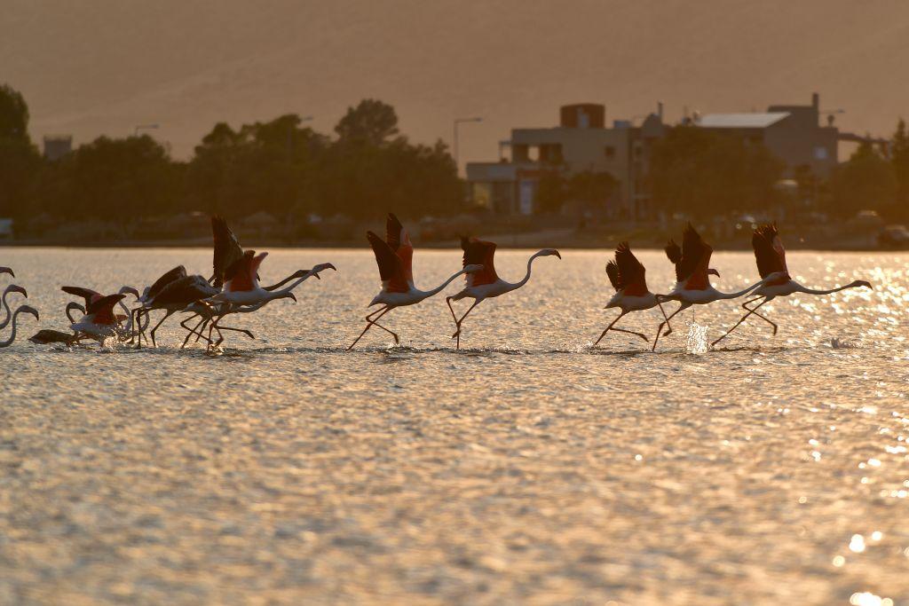 Φλαμίνγκο στο Ναύπλιο