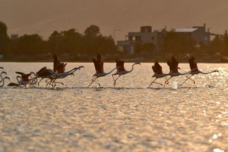 Φλαμίνγκο στο Ναύπλιο
