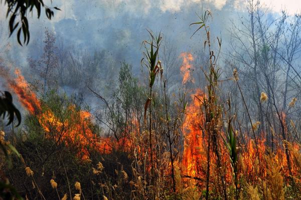 Μεγάλη πυρκαγιά στην Αμαλιάδα, εκκενώνεται χωριό [Εικόνες]
