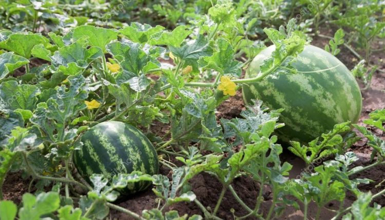 Ηράκλειο: Στο νοσοκομείο για ένα ….καρπούζι!