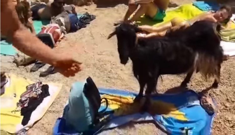 Κατσίκα κάνει βόλτα σε παραλία της Κρήτης και γίνεται viral