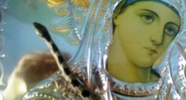 Κεφαλλονιά : Έκαναν και φέτος την εμφάνισή τους τα φιδάκια της Παναγίας