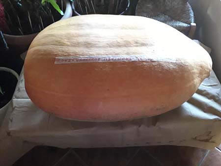 Κολοκύθα… 50 κιλών και 1,5 μέτρου στον Ασκό του Λαγκαδά [Εικόνες]