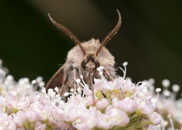 Τα έντομα σε πρώτο πλάνο