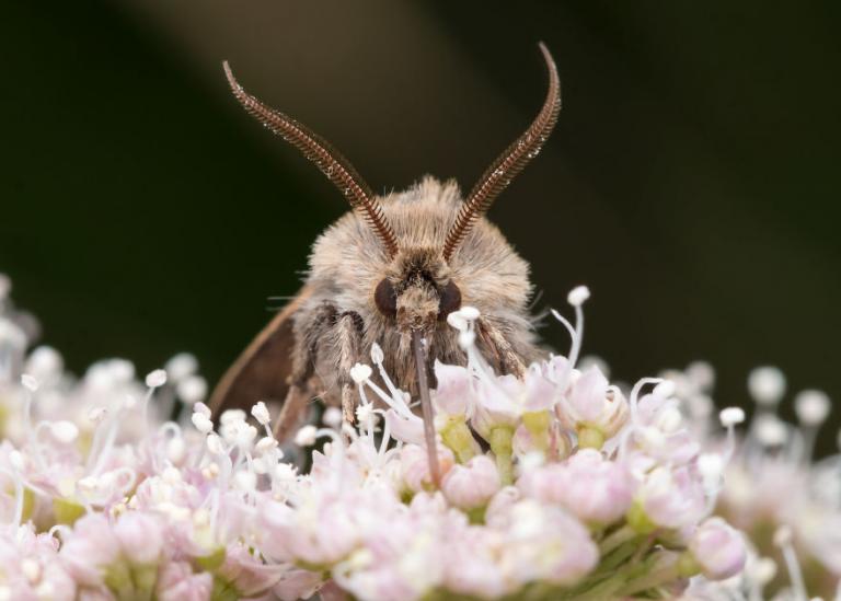Τα έντομα σε πρώτο πλάνο