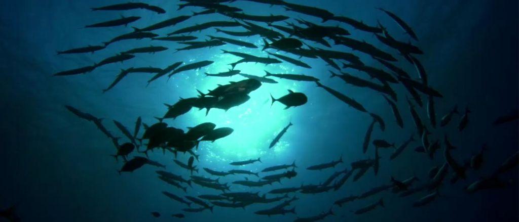 Παρθένο μόνο το 13% των ωκεανών