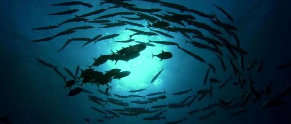 Παρθένο μόνο το 13% των ωκεανών