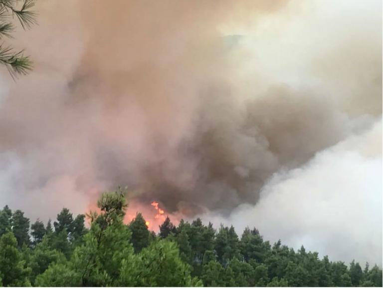 Σε ύφεση η πυρκαγιά στις Ροβιές Ευβοίας