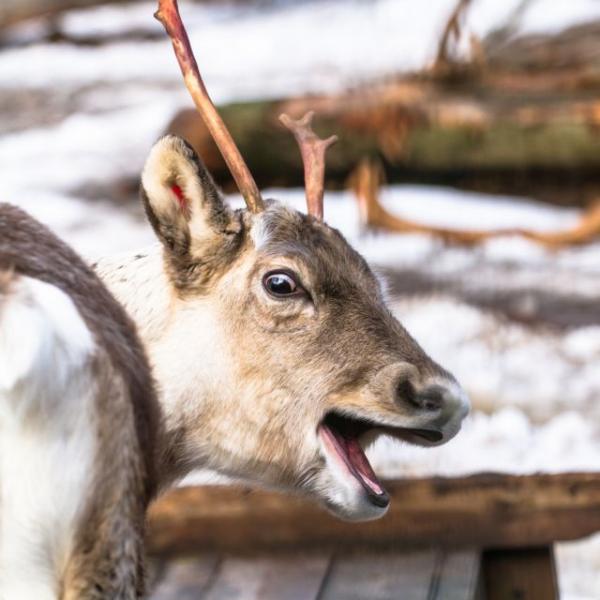 Προσοχή μην τρακάρεις με… τάρανδο