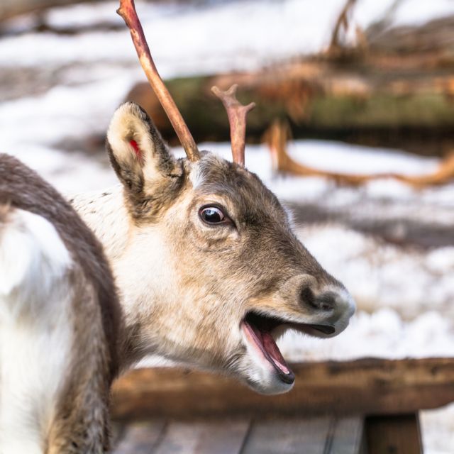 Προσοχή μην τρακάρεις με… τάρανδο