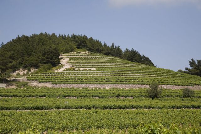 Σάμος : Οι αμπελώνες, οι «ταράτσες» και το γλυκό κρασί