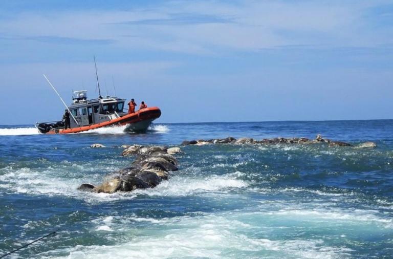 Τριακόσιες νεκρές θαλάσσιες χελώνες στις ακτές του Μεξικού