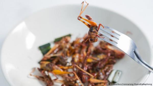 Επάγγελμα: Εκτροφέας εντόμων