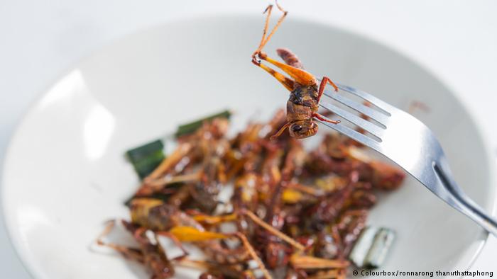 Επάγγελμα: Εκτροφέας εντόμων