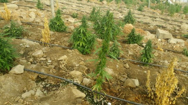 Φυτεία με 780 δενδρύλλια κάνναβης είχε 40χρονος στο Λουτράκι