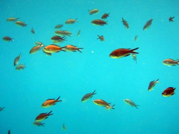 Αυτά είναι τα τοξικά και δηλητηριώδη ψάρια που ζουν στις ελληνικές θάλασσες
