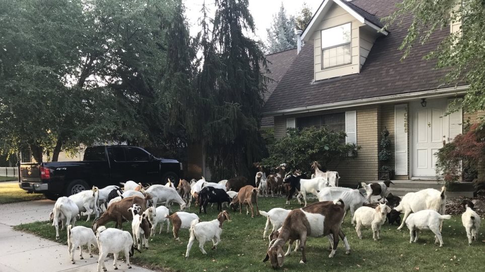 Κατσίκες προκαλούν χάος και ενθουσιασμό σε συνοικία του Άινταχο [Βίντεο]