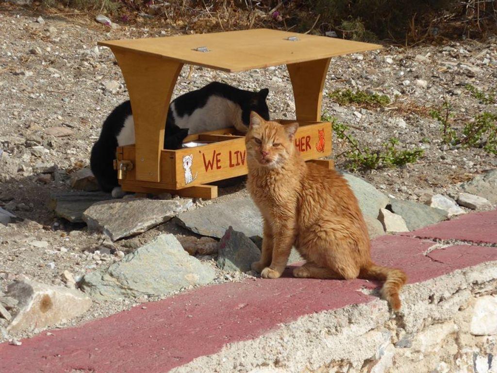 Γητευτής γατών