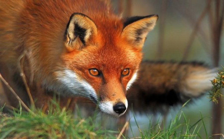 Βρετανία: Ο «Φονιάς γατών του Κρόιντον» ήταν...αλεπούδες