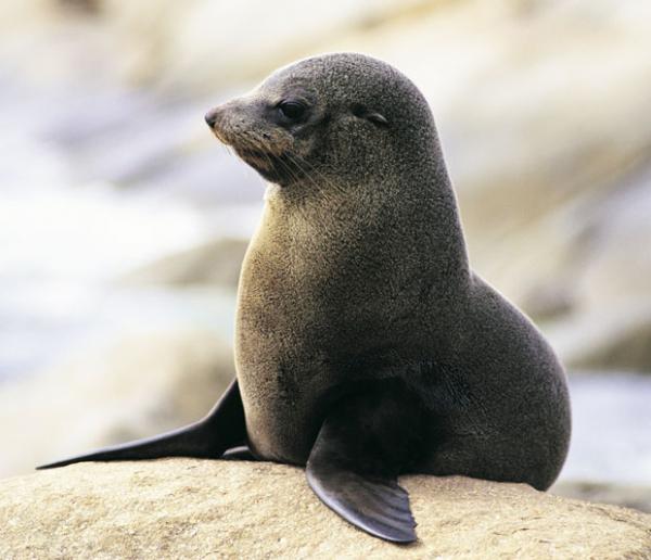 Μειώνεται ο πληθυσμός νεογνών φώκιας στην Αυστραλία