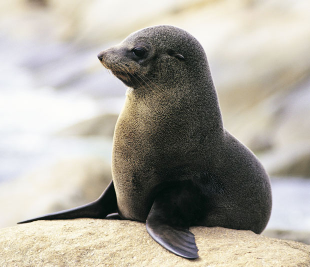 Μειώνεται ο πληθυσμός νεογνών φώκιας στην Αυστραλία