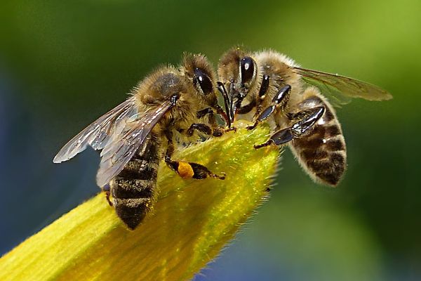 Οι άνθρωποι αγαπούν τις μέλισσες αλλά μισούν τις σφήκες