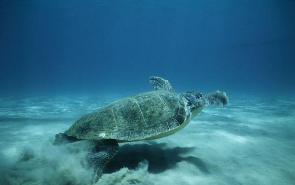 Πλαστικό έχουν φάει πάνω από τις μισές χελώνες παγκοσμίως σύμφωνα με έρευνα