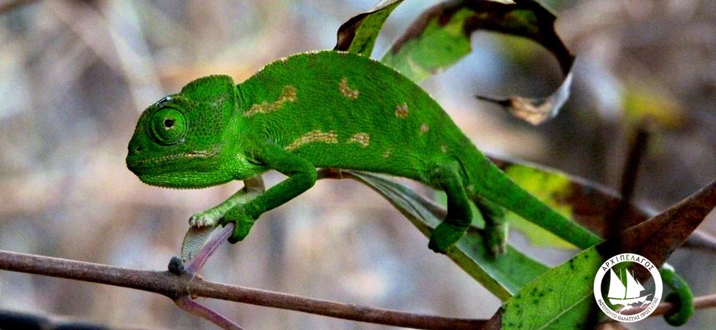 Μελέτη για τον μεσογειακό χαμαιλέοντα στη Σάμο