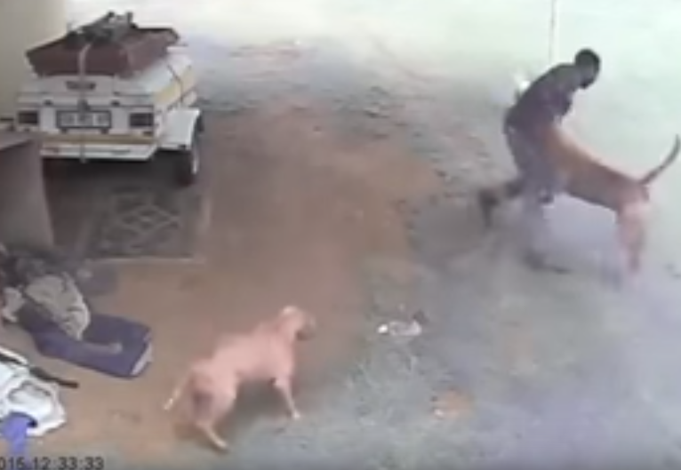 Διαρρήκτης αλλάζει πλάνα λόγω… σκύλων!