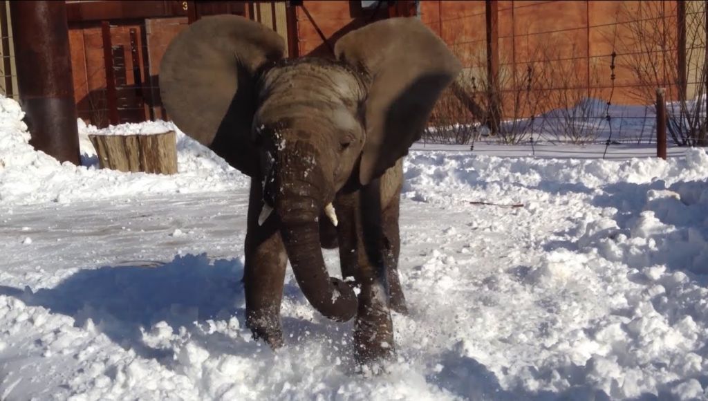 Ελέφαντες και καμηλοπαρδάλεις με φόντο τον χιονιά