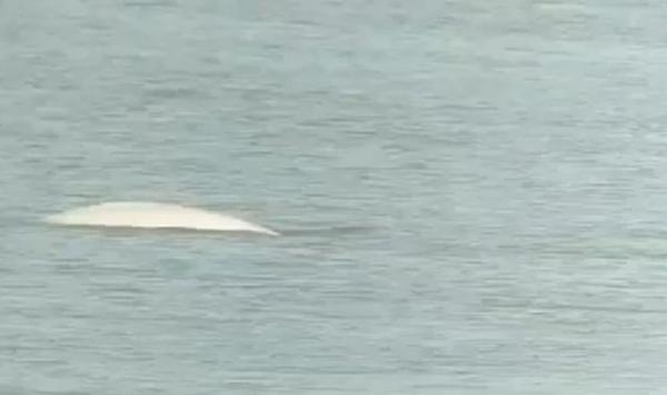 Φάλαινα εθεάθη στον Τάμεση κοντά στο Λονδίνο