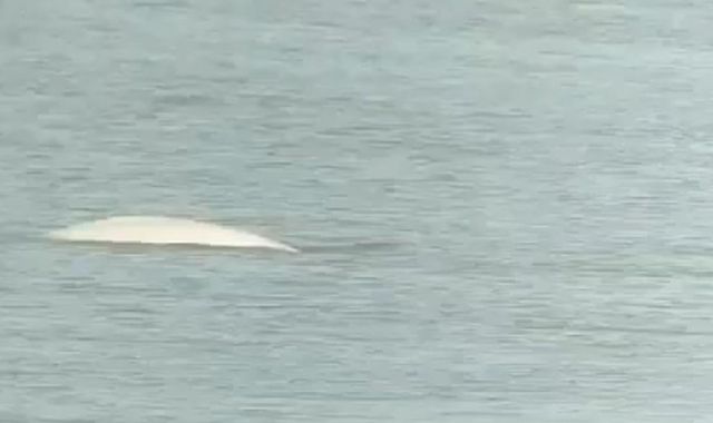 Φάλαινα εθεάθη στον Τάμεση κοντά στο Λονδίνο