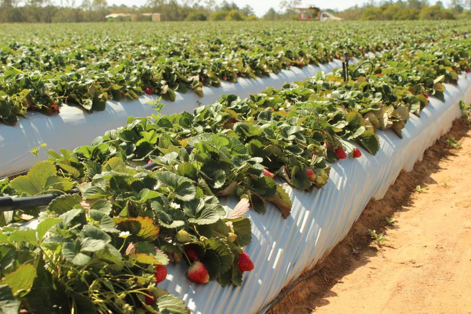 Αυστραλία: Οι φράουλες με τις... βελόνες φέρνουν βαρύτερες ποινές για τη μόλυνση προϊόντων διατροφής