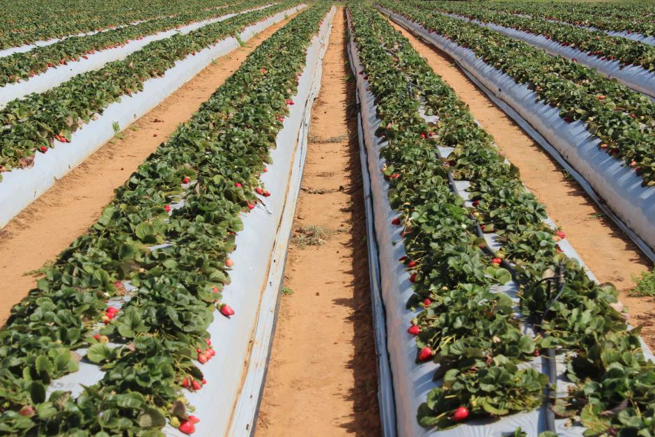 Αυστραλία: Κρίση στη βιομηχανία της φράουλας από... καρφίτσες και βελόνες