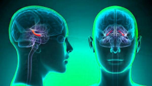 Ανακαλύφθηκαν εγκεφαλικά κύτταρα που μας κάνουν θαρραλέους