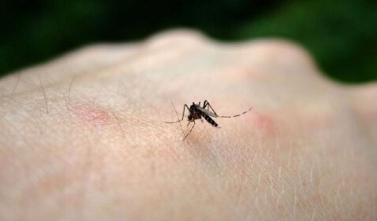 Ιός Δυτικού Νείλου: Πάνω από 30 οι νεκροί