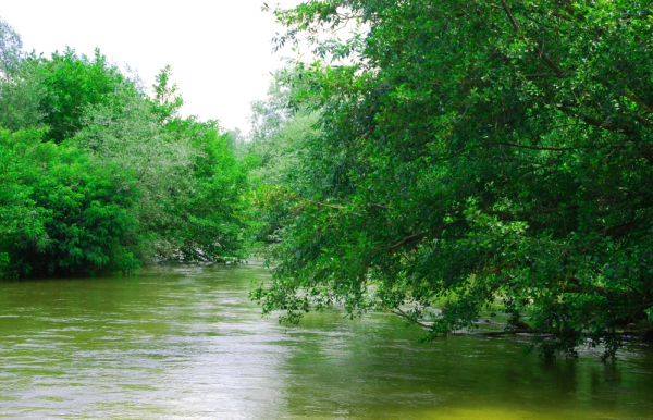 Νέστος : Τα Στενά, το Δέλτα και το Μεγάλο Δάσος