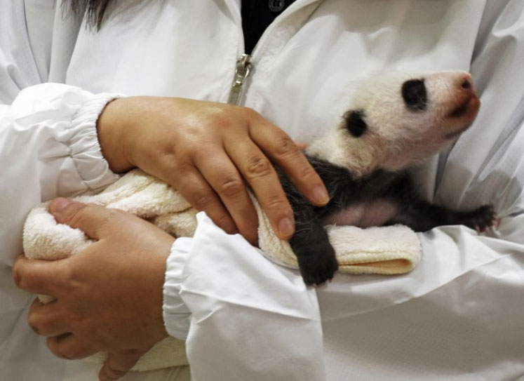 Δημόσια πρώτη για μωρό πάντα στην Ιαπωνία