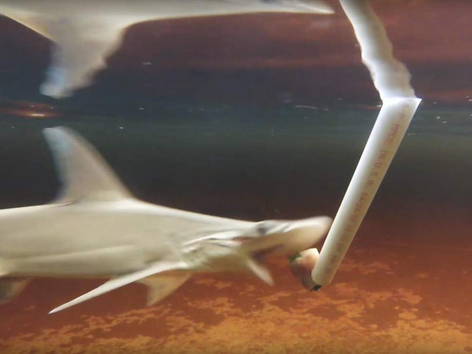 Ανακαλύφθηκε o πρώτος «χορτοφάγος» καρχαρίας