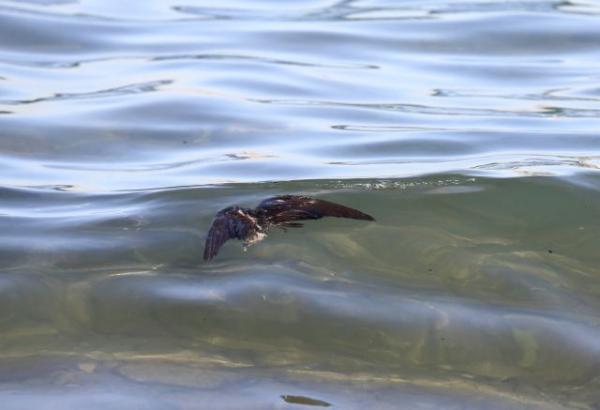 Καμπανάκι κινδύνου από WWF για τις ελληνικές θάλασσες