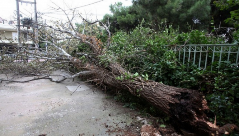 O «Ξενοφών» σαρώνει τη Θεσσαλονίκη – Πτώσεις δέντρων, ζημιές σε Ι.Χ.