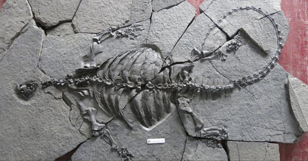 Στο φως απολιθωμένος σκελετός χελώνας ηλικίας… 228 εκατ. ετών