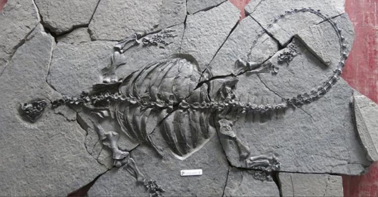 Στο φως απολιθωμένος σκελετός χελώνας ηλικίας… 228 εκατ. ετών