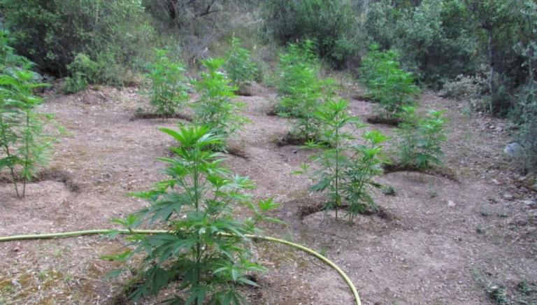 Ρέθυμνο: Σύλληψη για δενδρύλλια κάνναβης, ναρκωτικά και όπλα