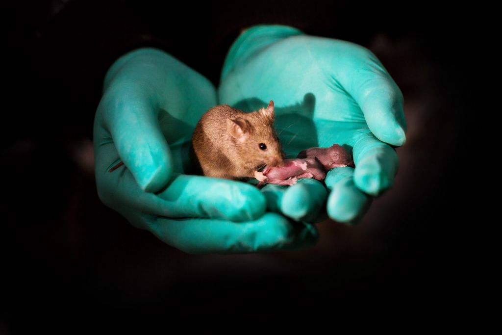 Πρώτη φορά ποντίκια από γονείς του ιδίου φύλου