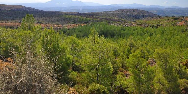 Νέος γύρος ανάρτησης δασικών χαρτών